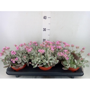 Kalanchoe NF pumila
