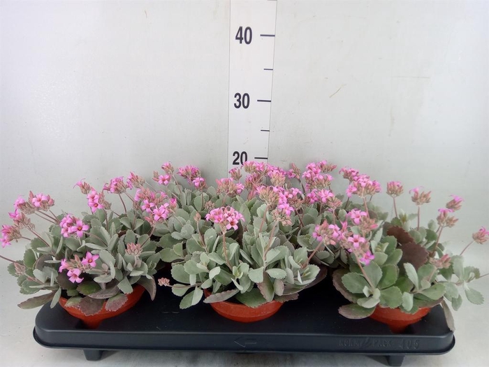 <h4>Kalanchoe NF pumila</h4>