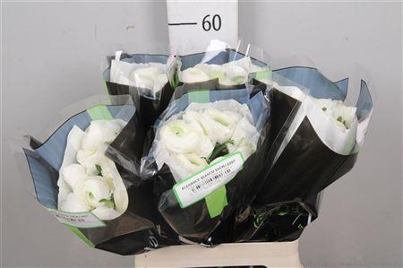 <h4>Ran Elegance White</h4>