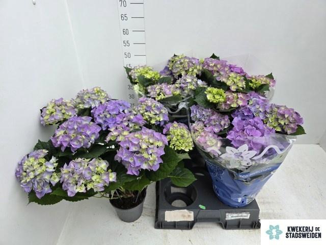 <h4>HYDR M EARLY BLUE</h4>