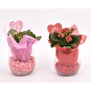 Glas cilinder 9/11cm