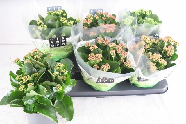 <h4>KAL GE GEM 5 KL</h4>