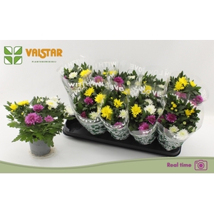 CHRYS DA VINC GEM PT