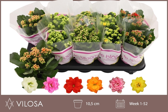 <h4>KAL GE GEM 6 KL</h4>