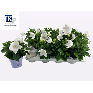 PLATYCO GR ASTRA WHI