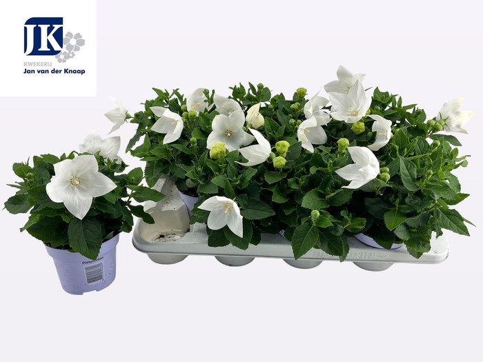 <h4>PLATYCO GR ASTRA WHI</h4>