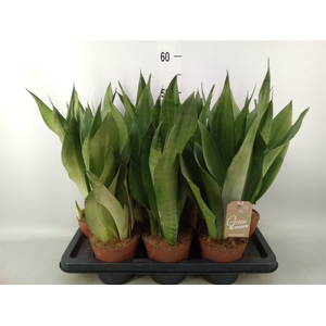 Sansevieria trifa. 'Moonshine'