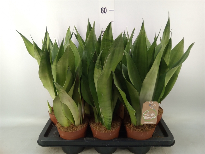 <h4>Sansevieria trifa. 'Moonshine'</h4>