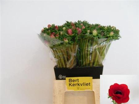 <h4>Anem Co Meron Red</h4>