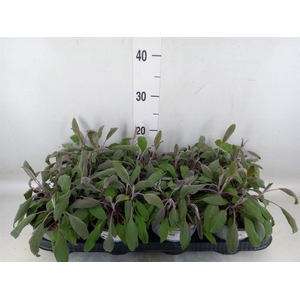 Salvia officinalis 'Purpurascens'