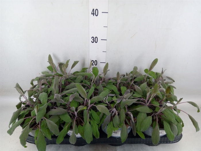 <h4>Salvia officinalis 'Purpurascens'</h4>