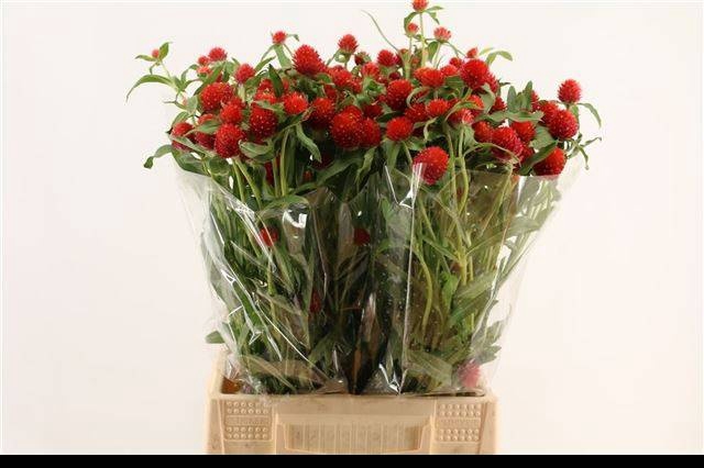 <h4>GOMPH GL STRAWBERRY</h4>