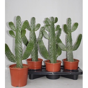 Opuntia (Schijfcactus) (Cites) 17Ø 55cm