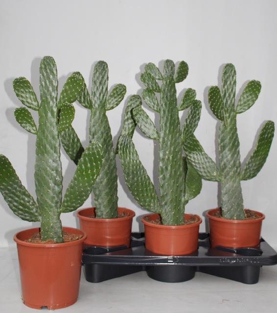 Opuntia (Schijfcactus) (Cites) 17Ø 55cm
