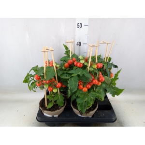Solanum lycopersicum   ...