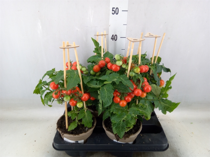<h4>Solanum lycopersicum   ...</h4>