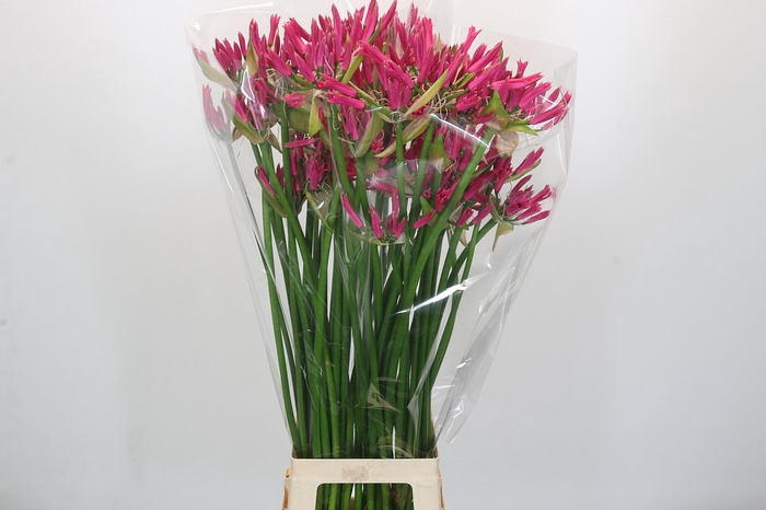 Nerine Lilac