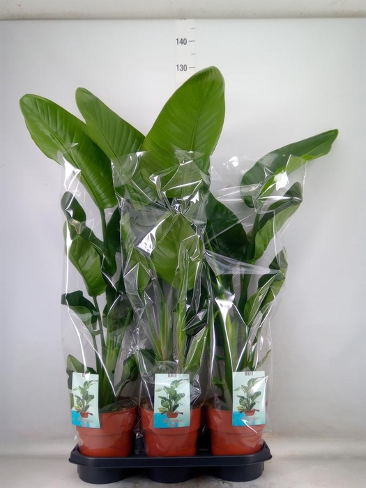 <h4>Strelitzia nicolai</h4>