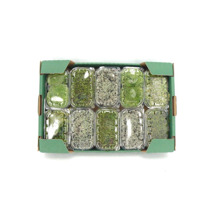 <h4>Mos Blister Mosmix</h4>