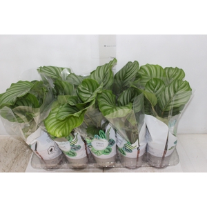 CALATHEA ORBIFOLIA P12