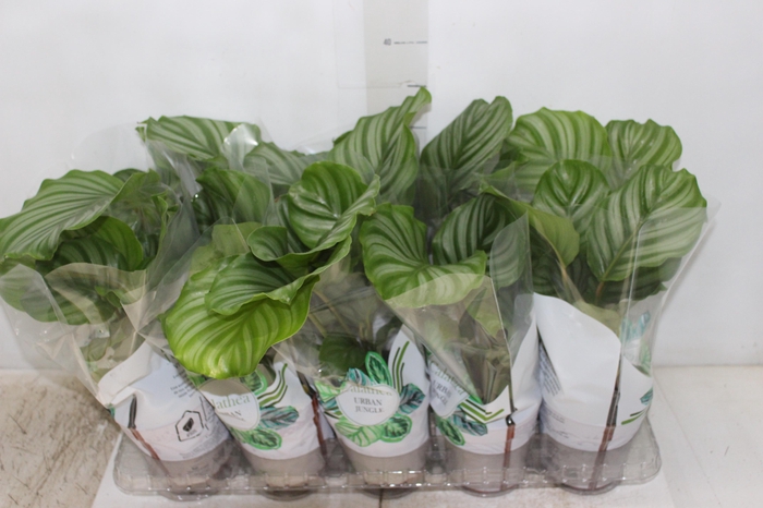 <h4>CALATHEA ORBIFOLIA P12</h4>