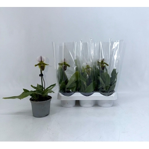 PAPH OV