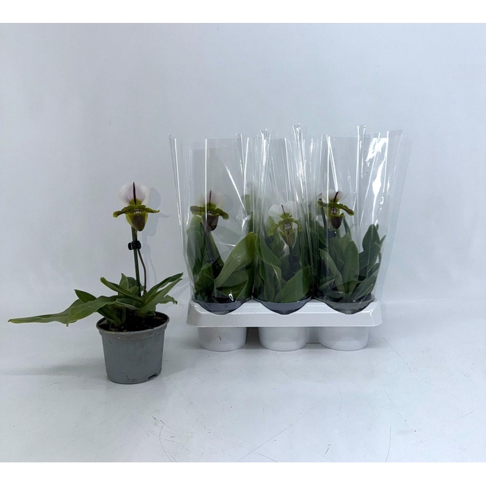<h4>PAPH OV</h4>