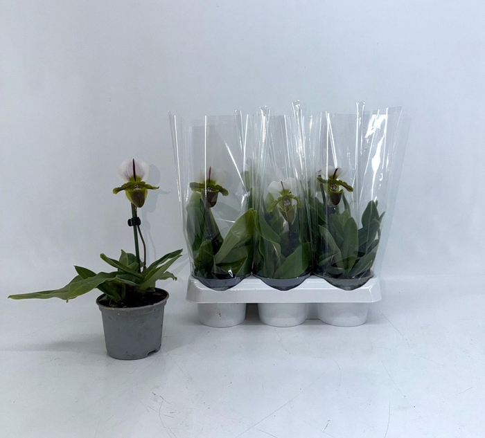 PAPH OV