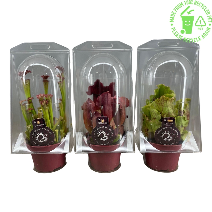 <h4>SARRACENIA OV</h4>