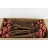 Stick shola dahlia ø8 o.pink