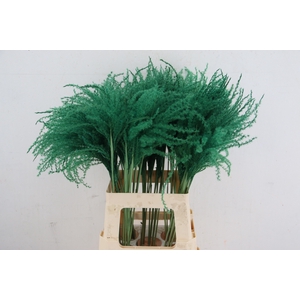 DF Miscanthus 70cm Dark Green