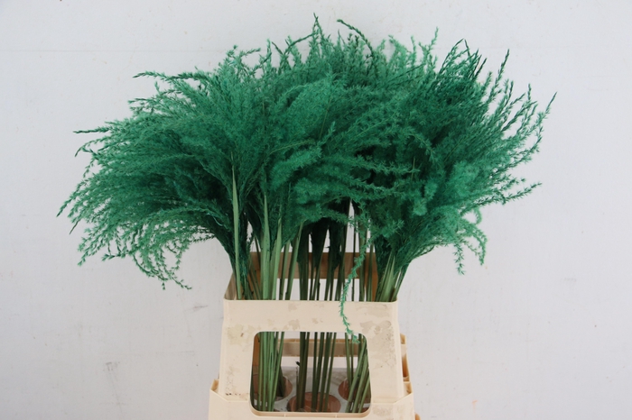 <h4>DF Miscanthus 70cm Dark Green</h4>