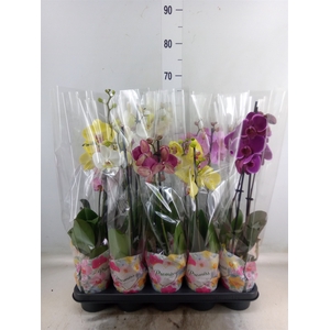 Phalaenopsis   ...mix  5