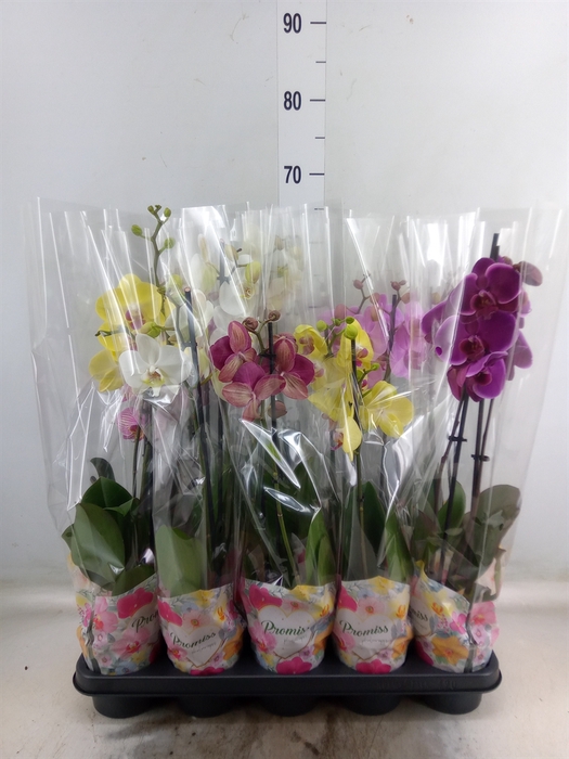 <h4>Phalaenopsis   ...mix  5</h4>