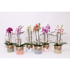 Phal. Multi 2-tak mix in BGC012 Metal Candle light met bijsteker