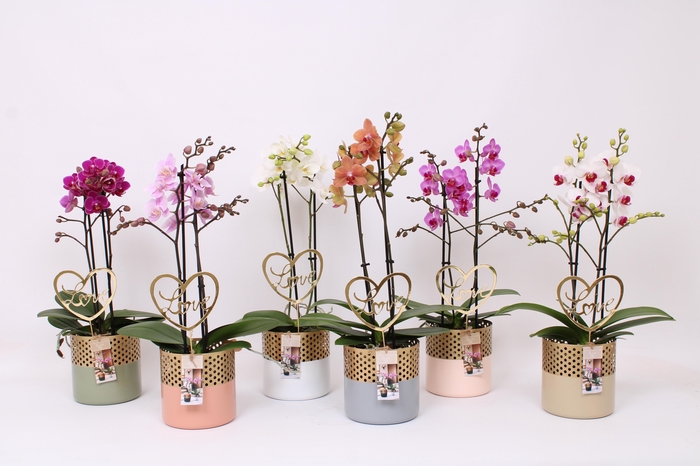 <h4>Phal. Multi 2-tak mix in BGC012 Metal Candle light met bijsteker</h4>