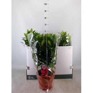 Lilium ori.  'Sunny Robyn'