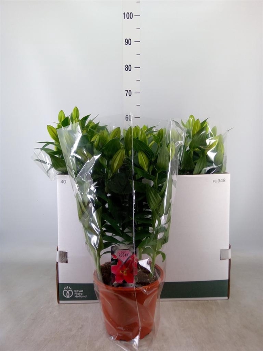 <h4>Lilium ori.  'Sunny Robyn'</h4>