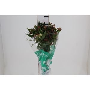 ALSTROEMERIA MILOS 080 CM