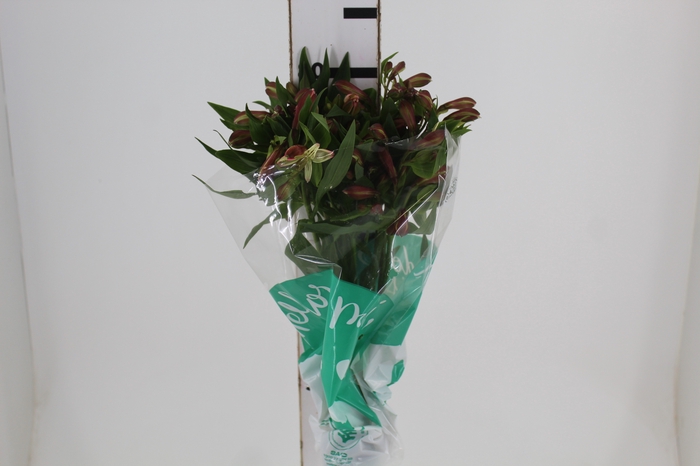 <h4>ALSTROEMERIA MILOS 080 CM</h4>