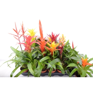 BROMELIA GEM 15 SRT