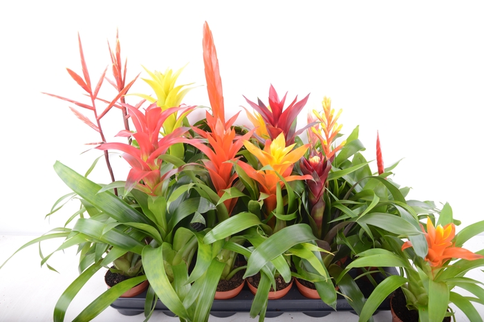 BROMELIA GEM 15 SRT