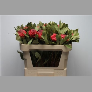 Protea Waratah