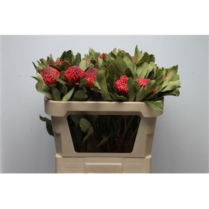 Protea Waratah