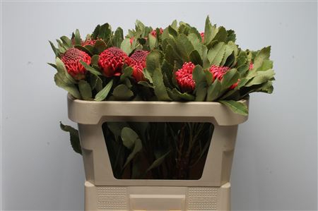 <h4>Protea Waratah</h4>