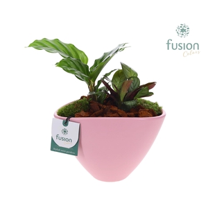 Pot keramiek ovaal Medium met Arrangement