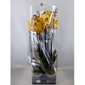 Phalaenopsis  'Goldion'