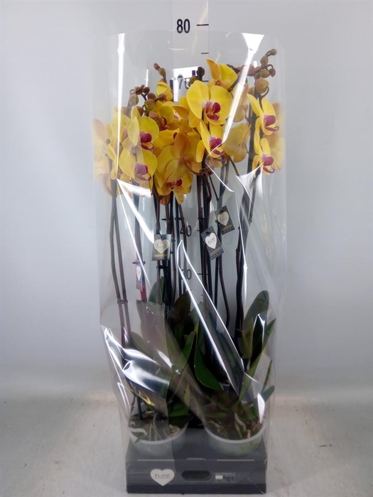 <h4>Phalaenopsis  'Goldion'</h4>