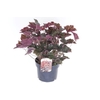 Heuchera micrantha Palace Purple
