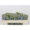 Oxypetalum Tweedia Blue